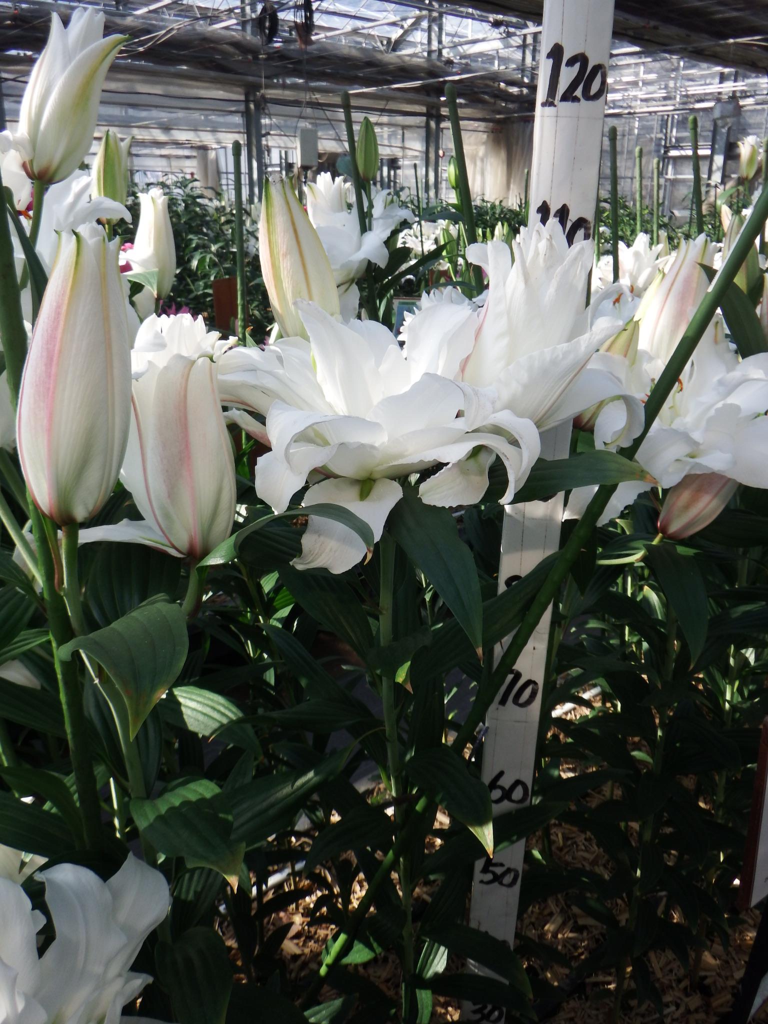 RL アンジェラ(八重)